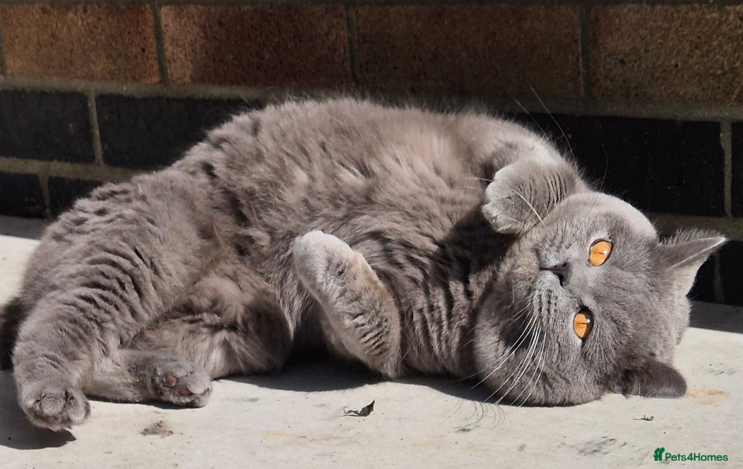 British Shorthair cats for stud: GCCF ACTIV Blue BSH Boy for Stud  in Boston - Advert 5