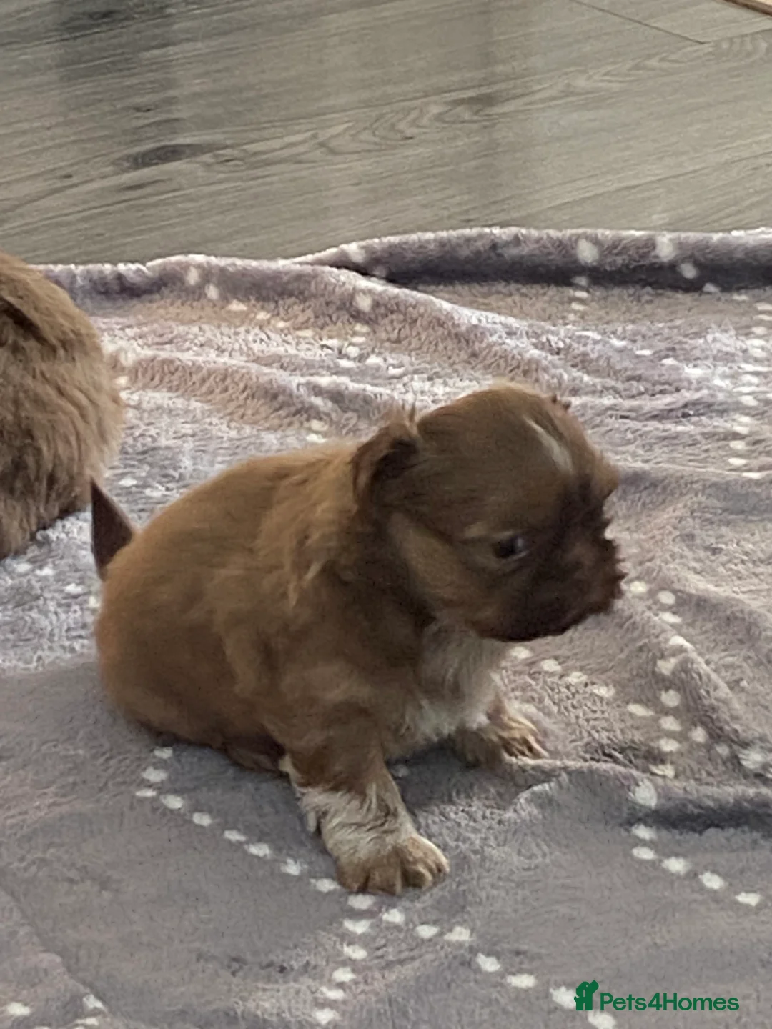 Shih Tzu dogs for sale: Colilo pups - Advert 5