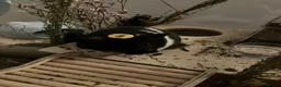 Hamster rodents for sale: Black & White Male syrian  - Advert 5