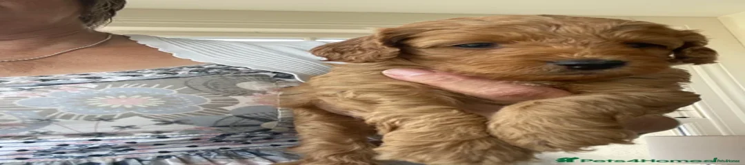 Cockapoo Puppy 1