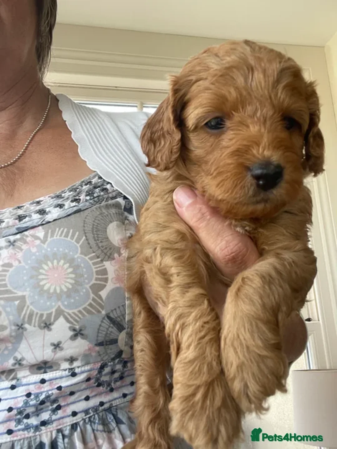 Cockapoo dogs for sale:  Teddy Bear type Cockapoos. - Image 13