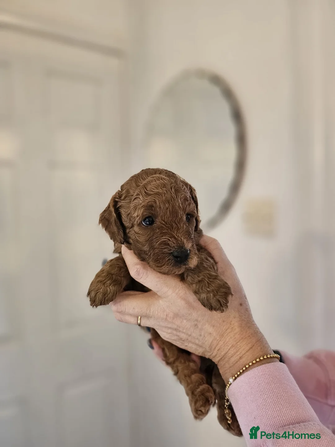 Mixed Breed dogs for sale: F1B Cockapoo Puppies – KC Toy Poodle Sired in Halifax - Advert 31