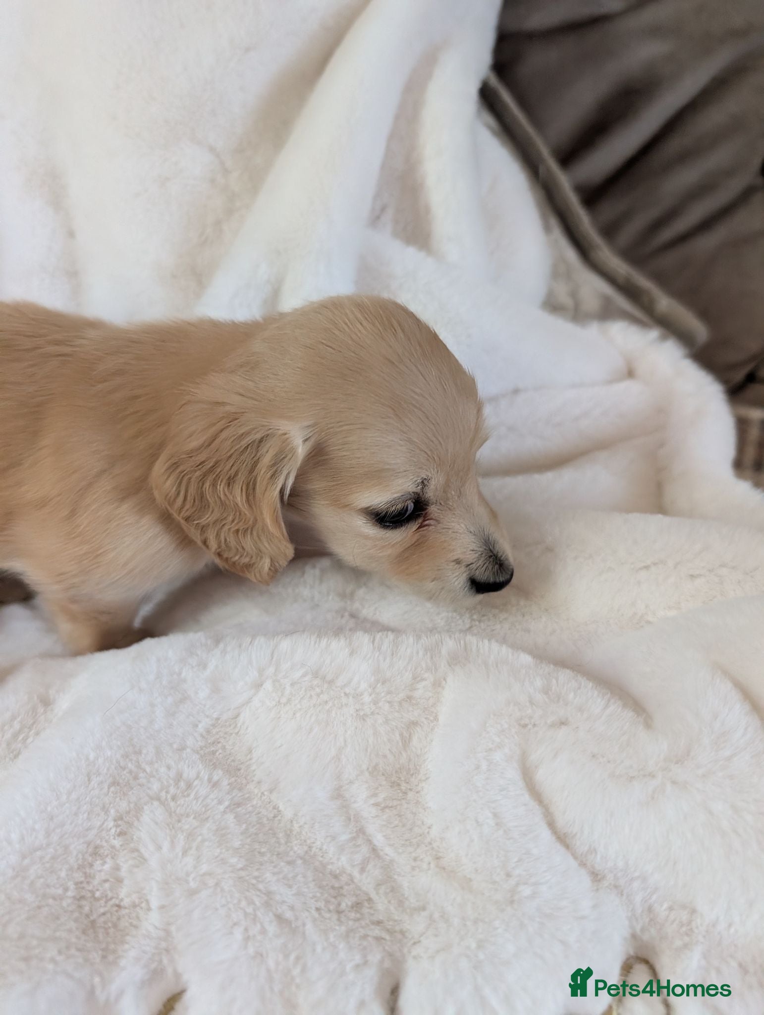 Miniature Dachshund dogs Stunning LH pra clear MD - Advert 4