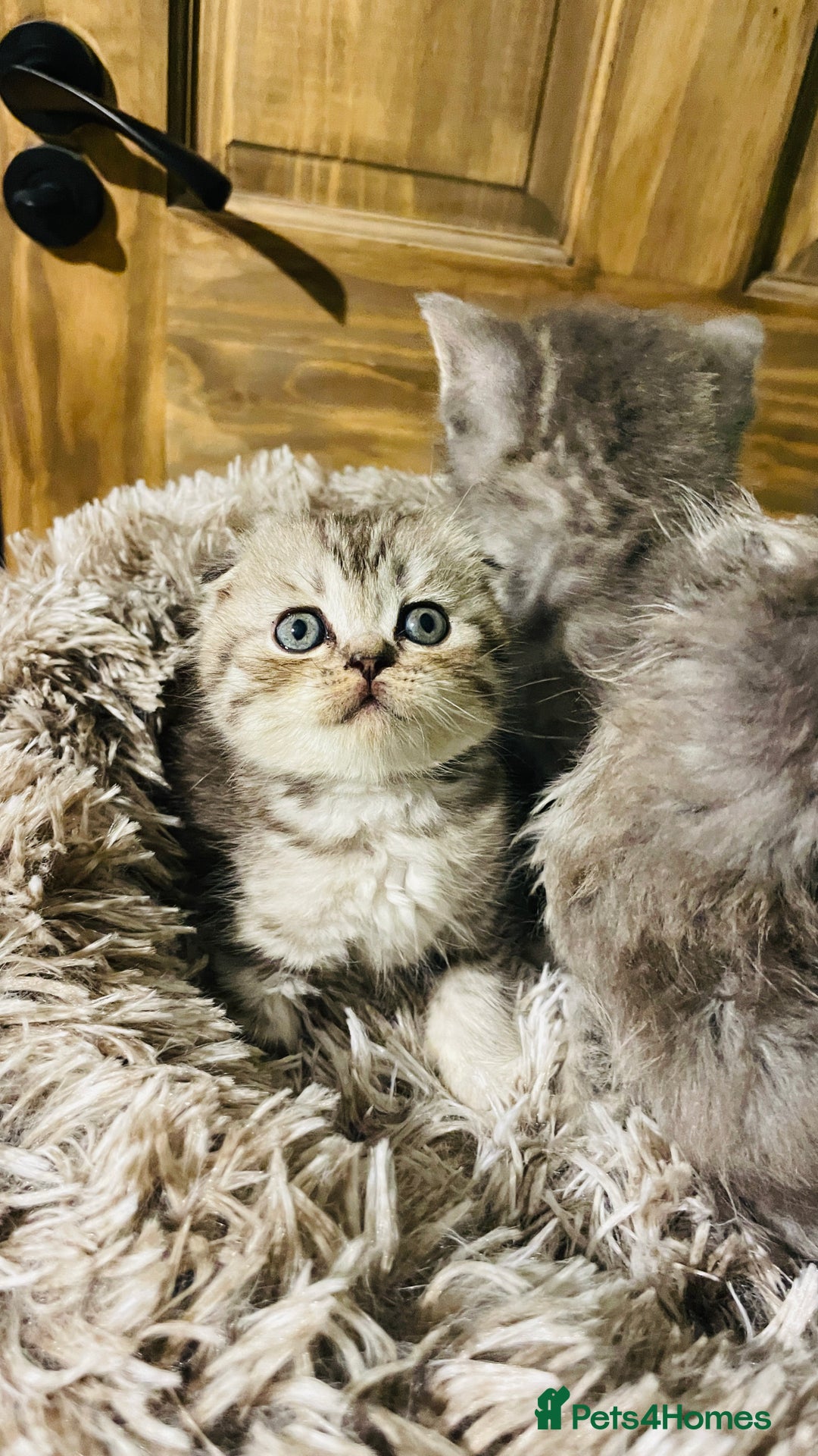 Scottish Fold cats for sale: Beautiful litter of Scottish fold reservation open - Image 2