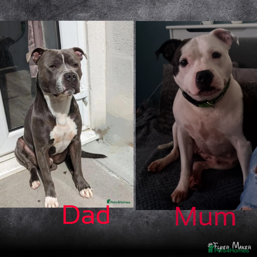 Staffordshire Bull Terrier dogs for sale: Puppy for sale  - Advert 7