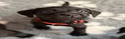 Labrador Retriever dogs for sale: Gorgeous Black Labrador pups for sale - Advert 6