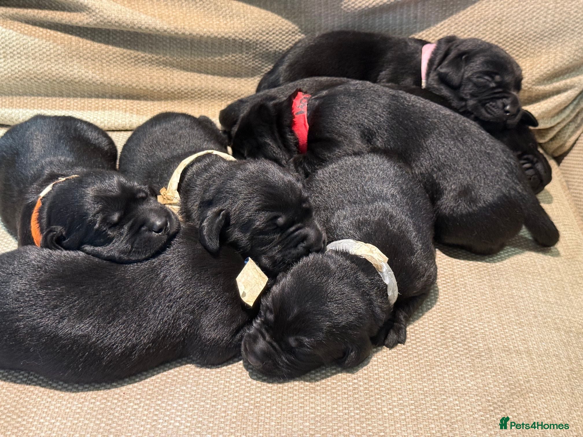 Labrador Retriever dogs Exceptional KC Reg Black Labs. Born 25 July.  - Advert 1