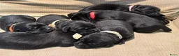 Labrador Retriever dogs for sale: Exceptional KC Reg Black Labs. Born 25 July.  in South Molton - Advert 1