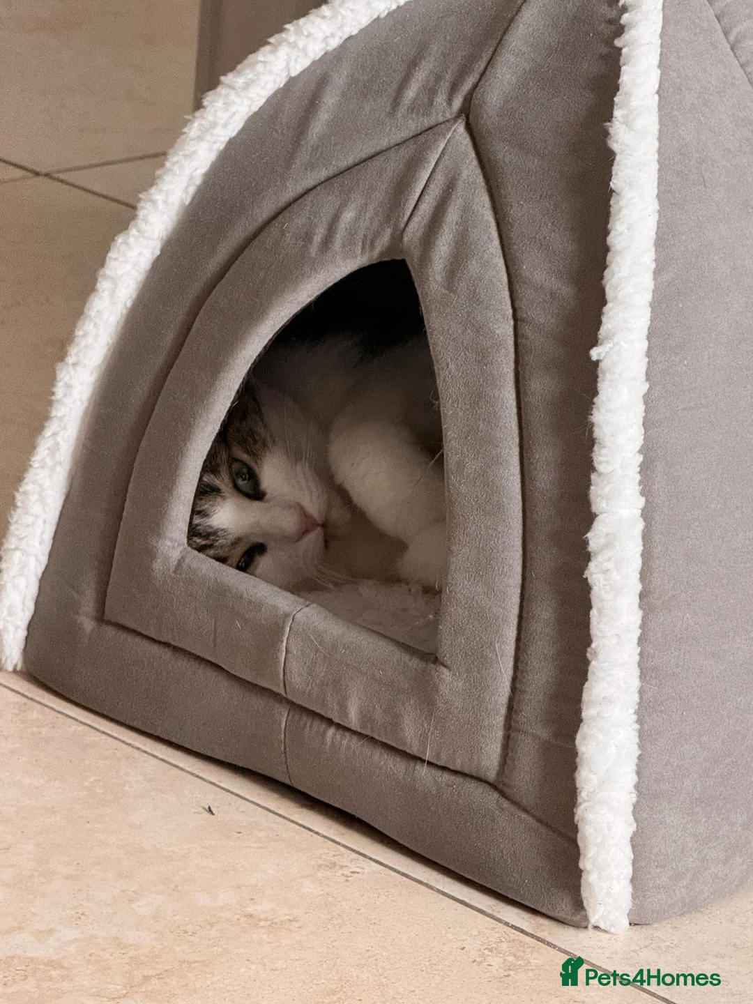 Domestic Shorthair cats for sale: Need rehoming ASAP - Advert 2