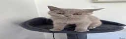 British Shorthair cats for sale: British shorthair female  - Advert 3