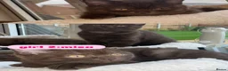 British Shorthair cats for sale: British short hair kittens - Advert 7