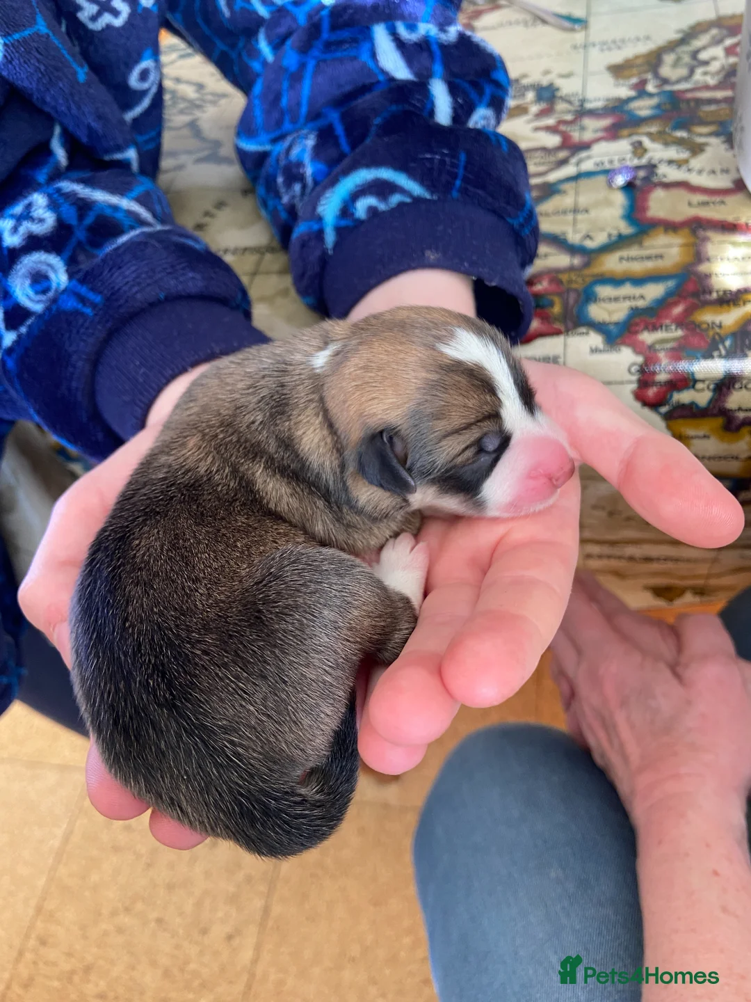 Welsh Corgi Pembroke dogs for sale: CONNIES PUPPIES in Whitland - Advert 5