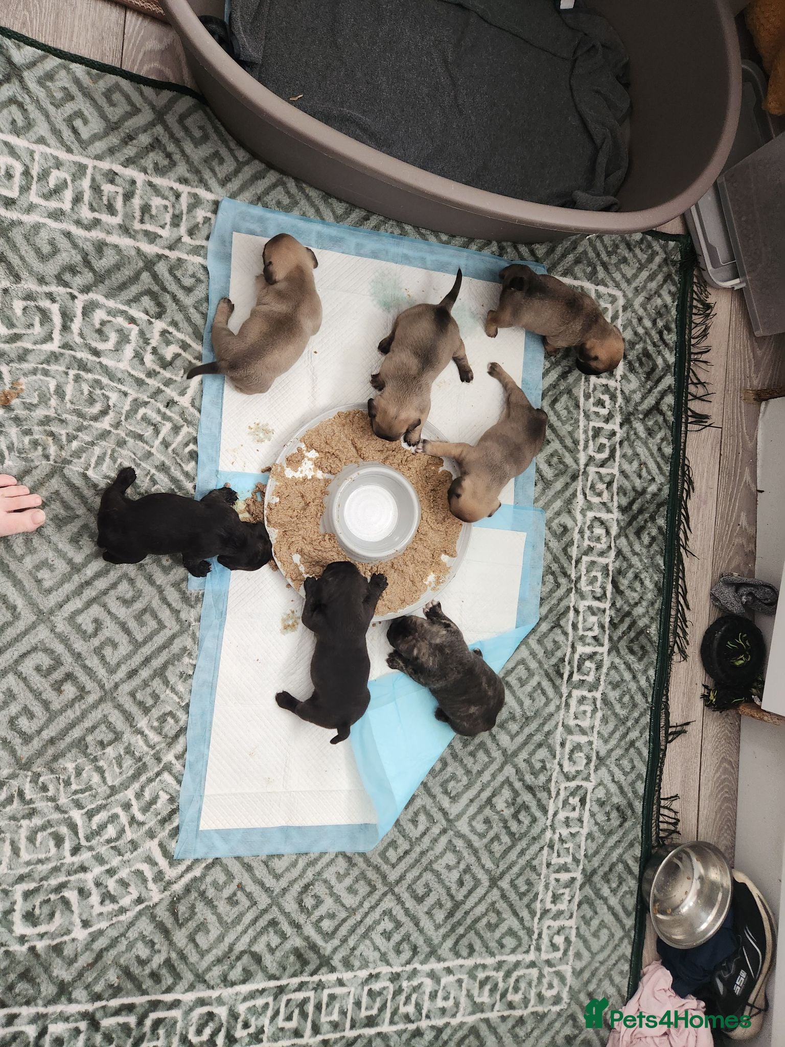 Mixed Breed dogs 4 Boys 3 Girl puppies - Advert 4