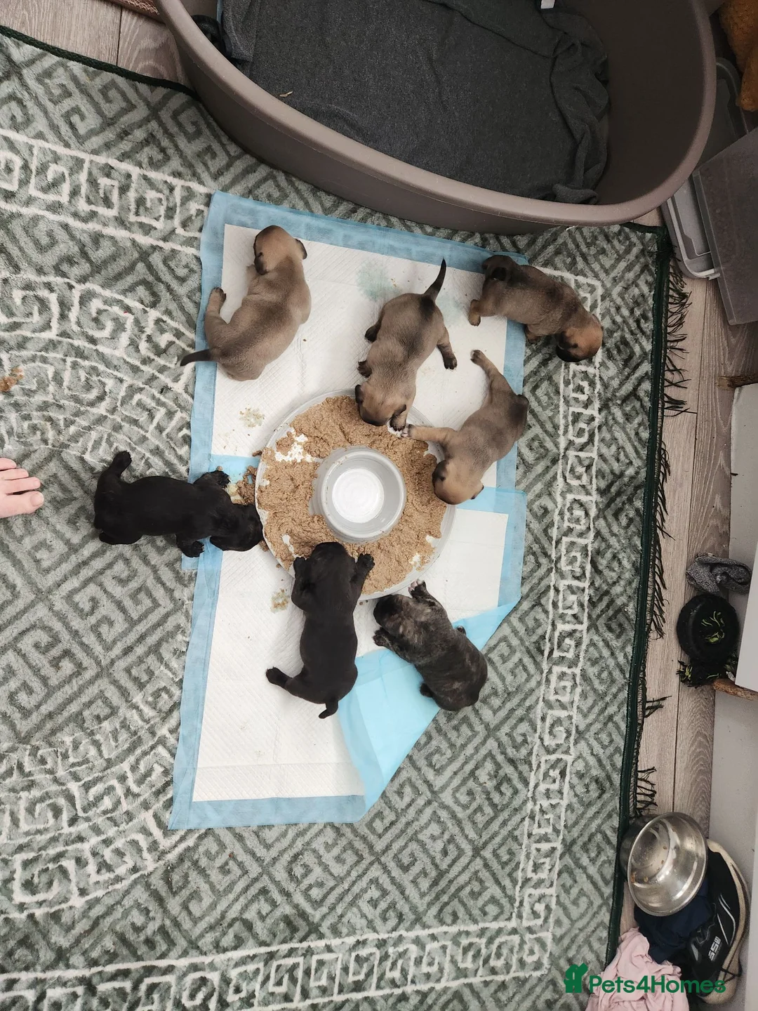 Mixed Breed dogs for sale: 4 Boys 3 Girl puppies - Advert 1