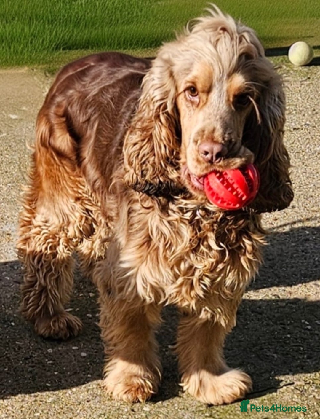 Cocker Spaniel dogs for sale: BEAUTIFUL SHOW COCKER SPANIEL PUPPIES - Advert 2
