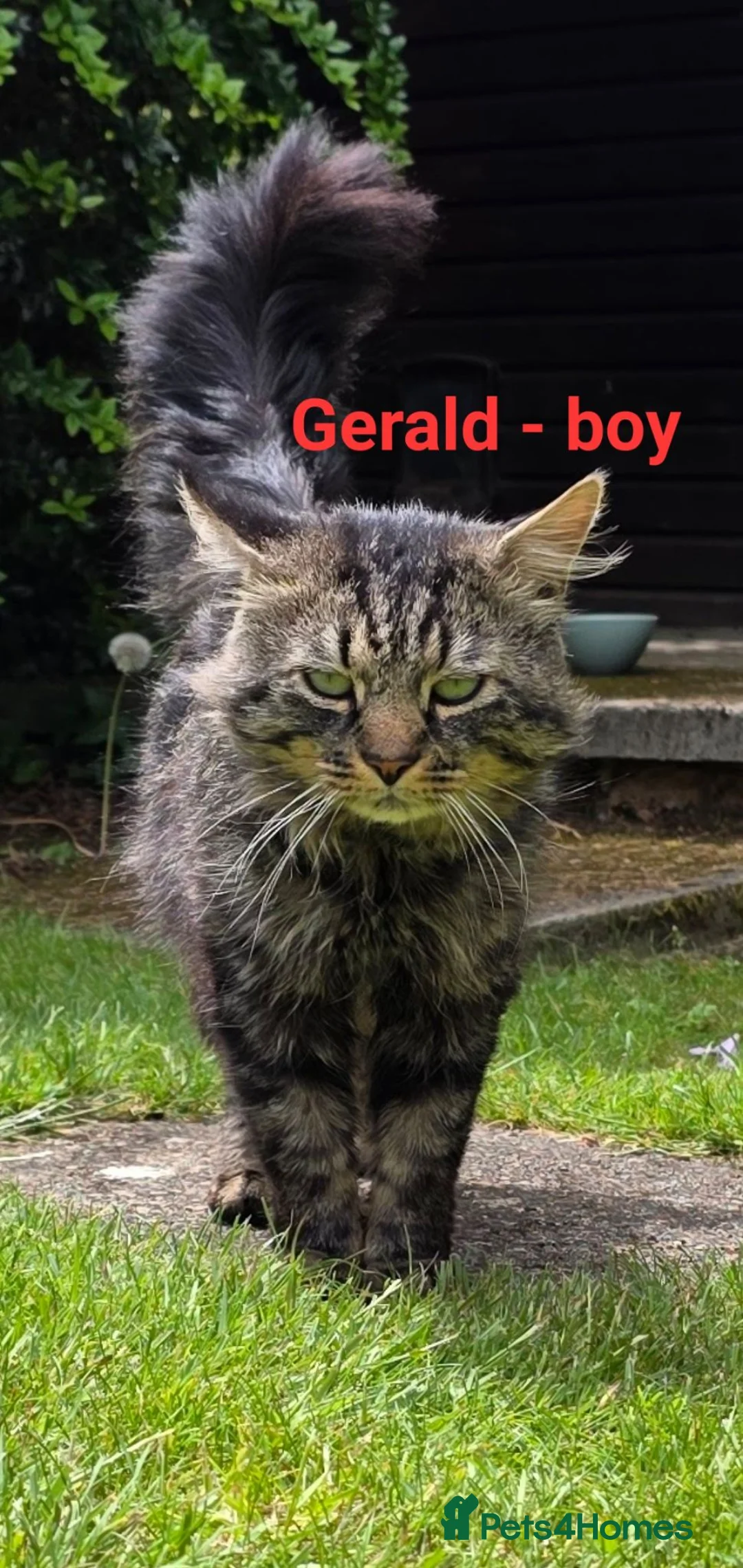 British Longhair cats for sale: Brother & Sister Urgent Rehoming - Advert 2