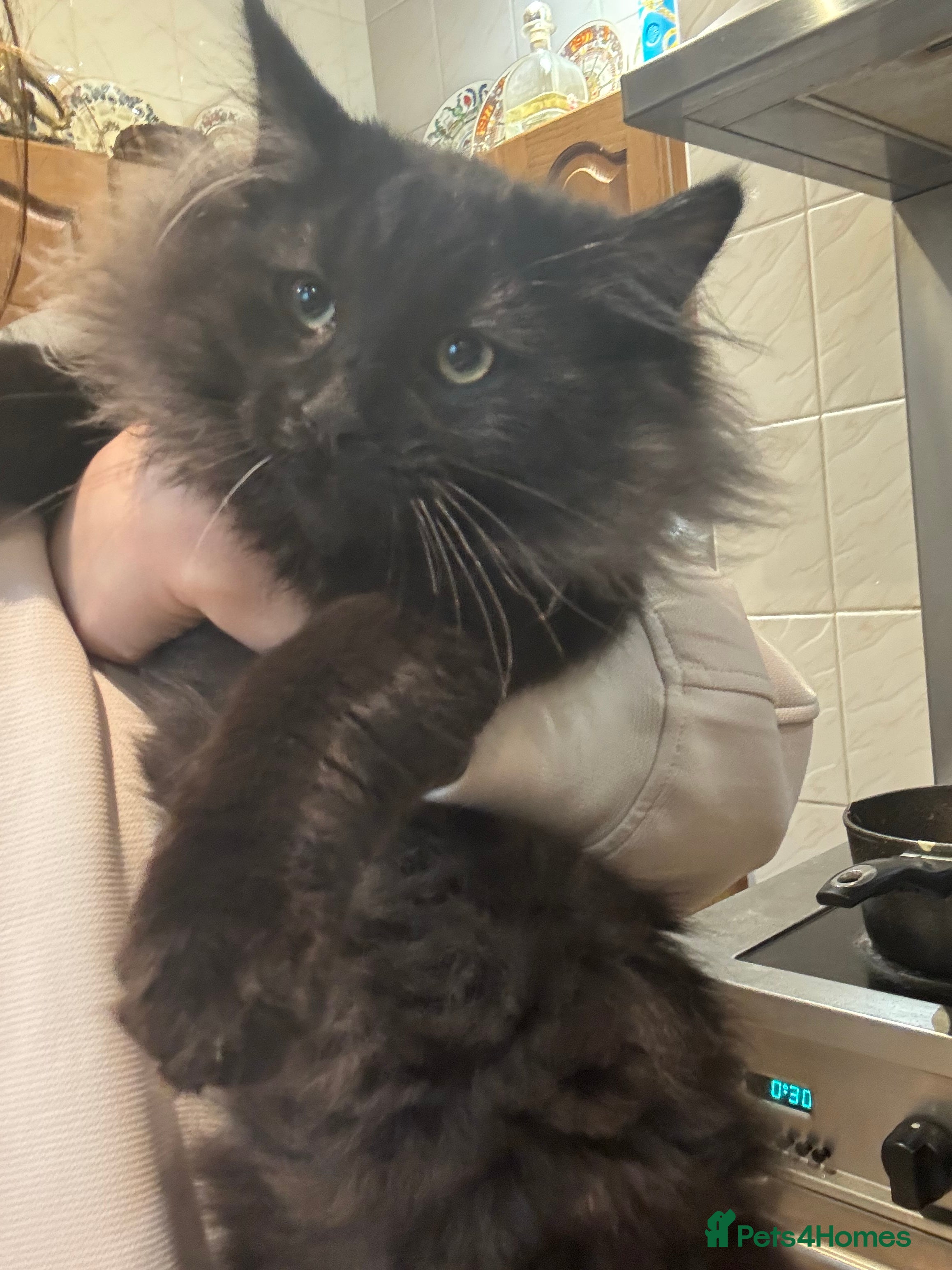 Norwegian Forest Cat cats Stunning smoke Norwegian forest kitten ready now - Advert 5