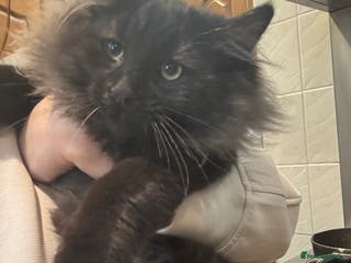 Norwegian Forest Cat cats Stunning smoke Norwegian forest kitten ready now - Advert 5