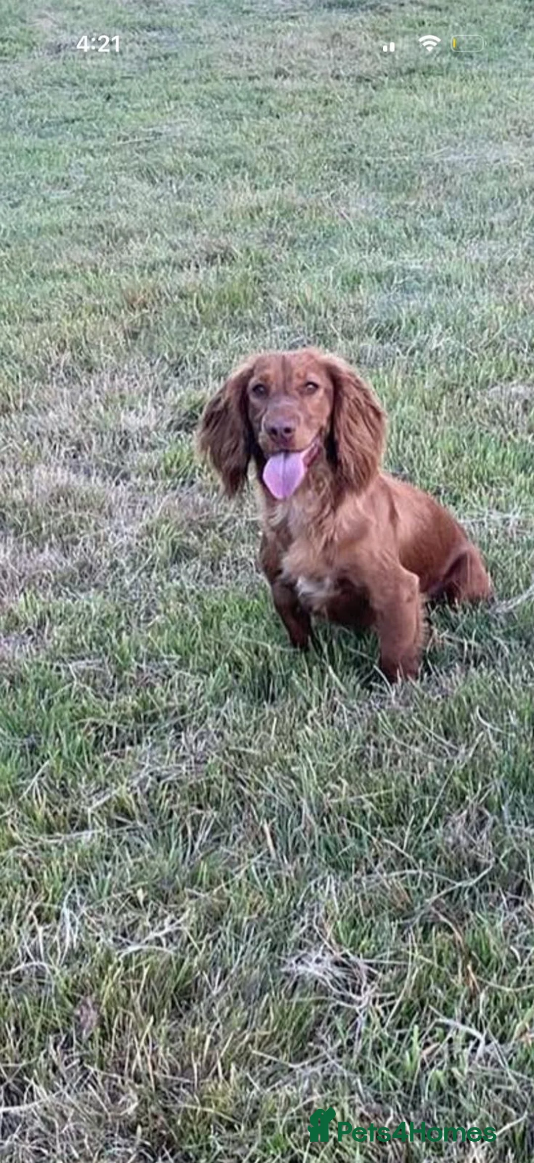 Cockapoo dogs for sale: Beautiful cockapoo puppies  - Advert 2