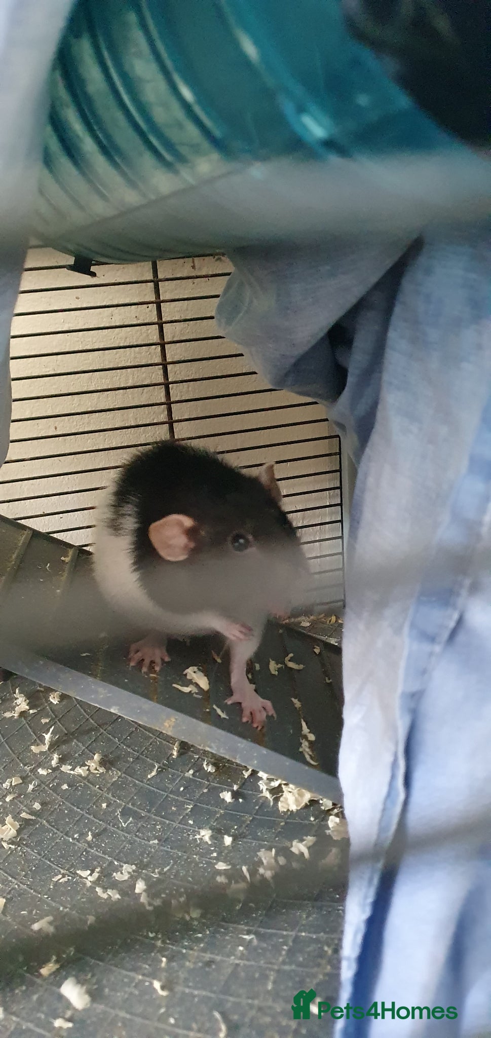 Rat rodents Rat plus set up for rehome - Advert 4