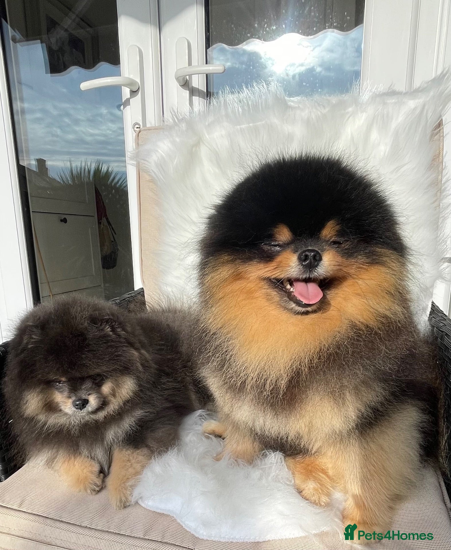 Pomeranian dogs for sale: ✨ RARE POMERANIAN BOY ✨ - Advert 19