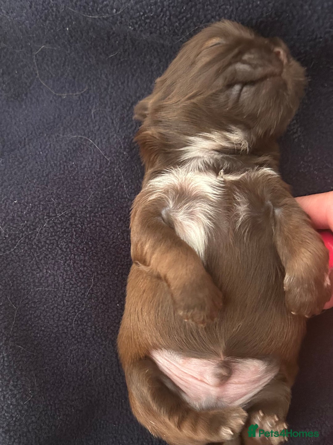 Shih Tzu dogs for sale: KC reg, 2 left! Potential blondes in Tamworth - Image 35