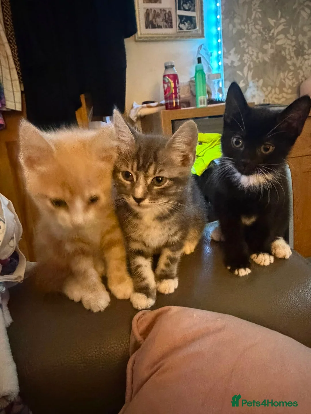 Mixed Breed cats for sale: Last of the litter! Stunning little girl - Advert 5