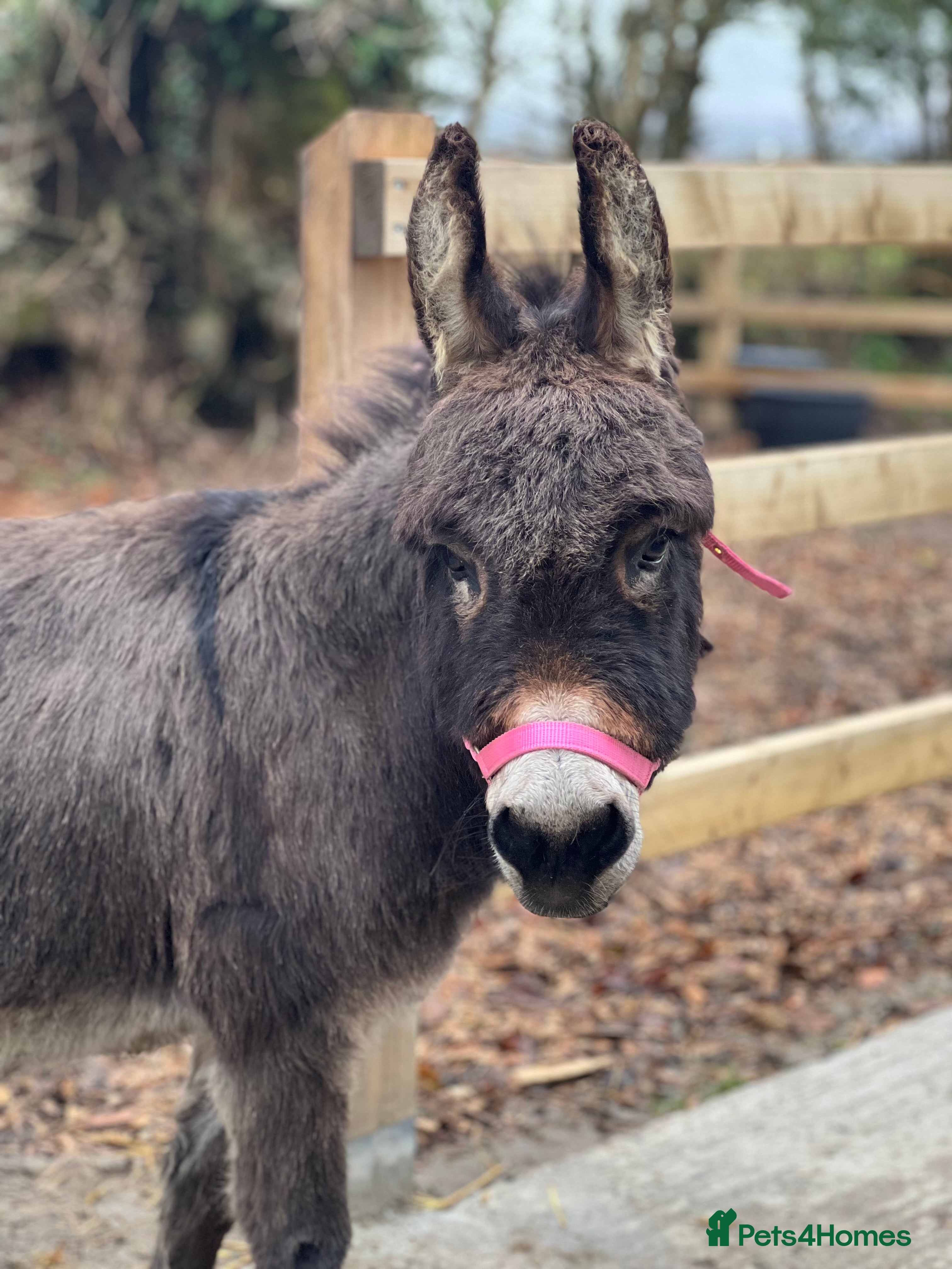 Miniature horses Miniature donkey  - Advert 1