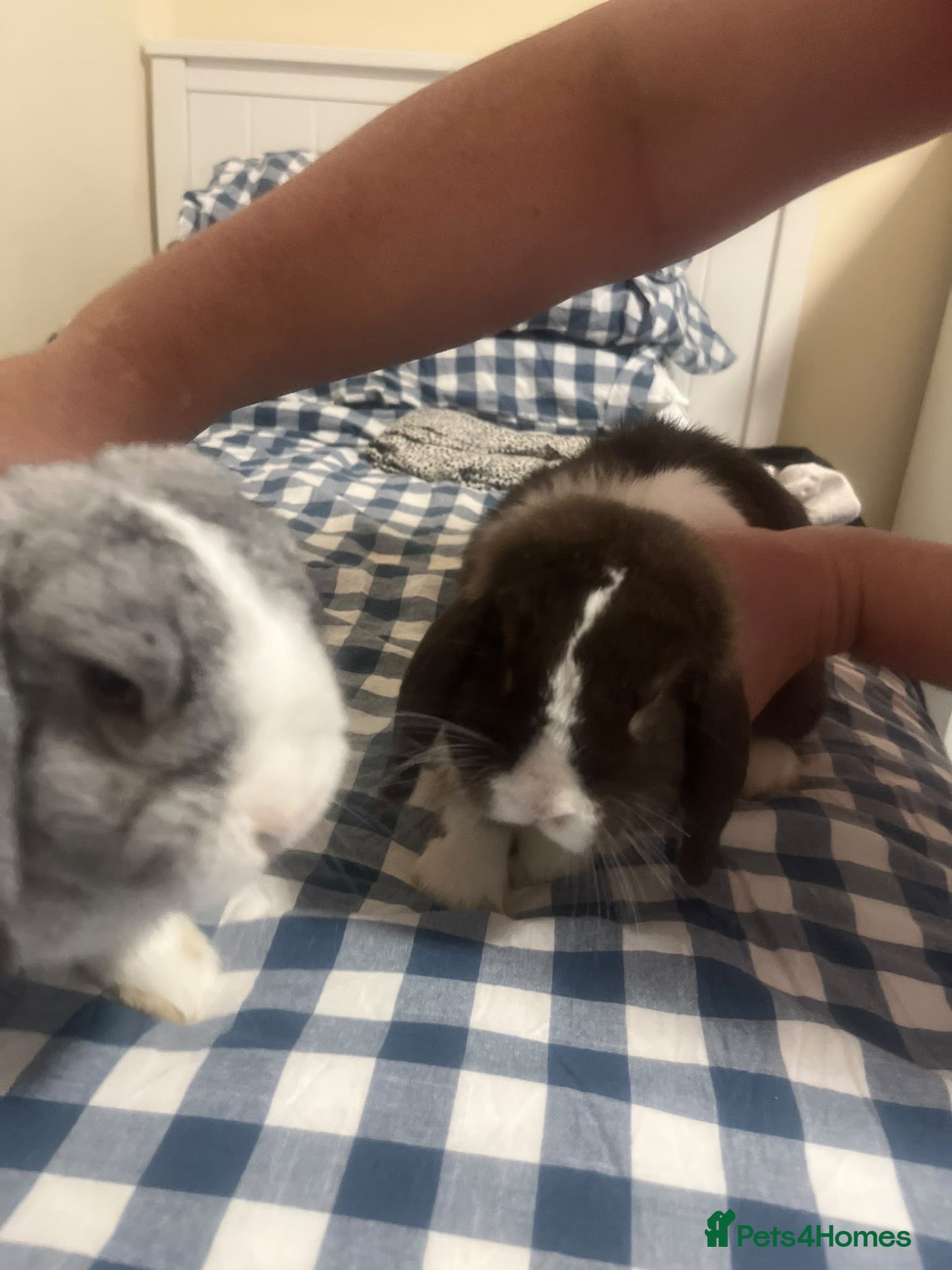 English Lop rabbits Two lovely tame rabbits  - Advert 1