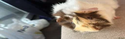 Guinea Pig rodents for sale: Male guinea pig blonde white and brown  in Brentwood - Advert 1