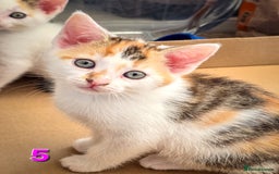 Mixed Breed cats for sale: 7 adorable kittens looking for loving homes - Image 12