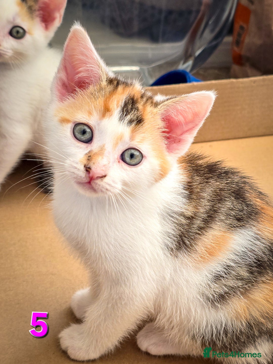 Mixed Breed cats for sale: 7 adorable kittens looking for loving homes - Image 12