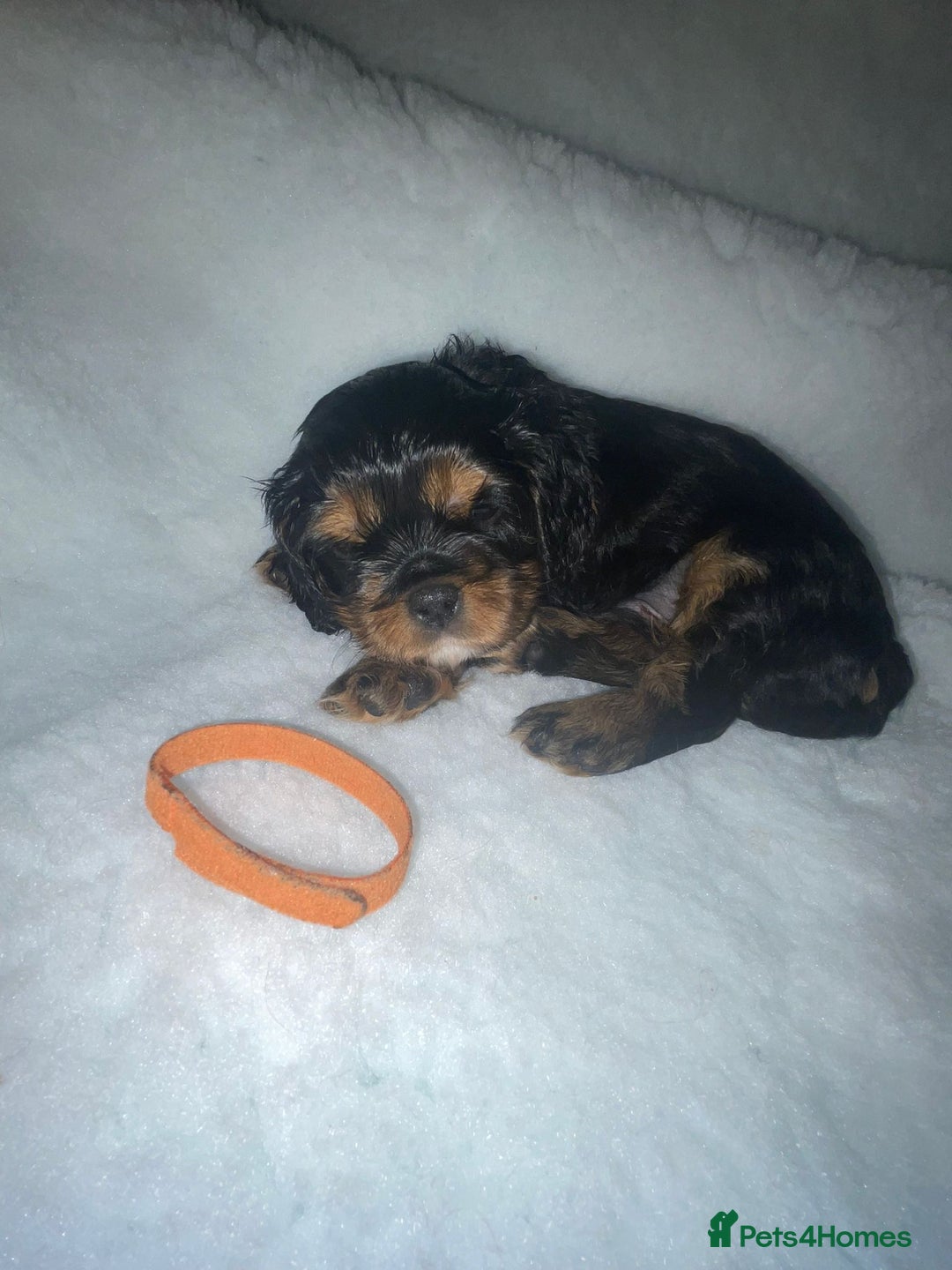 Cavalier King Charles Spaniel dogs for sale: Cavalier King Charles Spaniel Puppies - Image 8