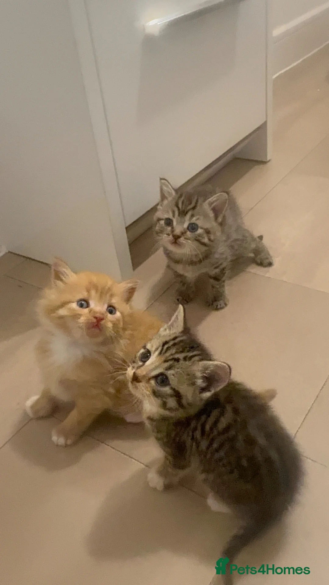 Mixed Breed cats for sale: Gorgeous British short hair cross kittens  - Advert 11