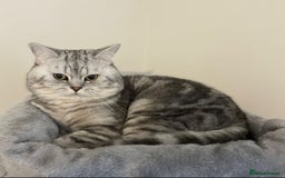 British Shorthair cats for sale: Beautiful British short haired males  - Image 1