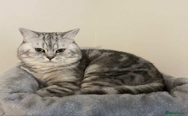 British Shorthair cats - Advert 1