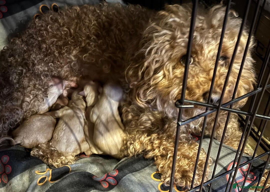 Cockapoo dogs for sale: Cockapoo puppies for sale central scotland - Image 13