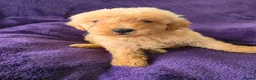 Miniature Poodle dogs for sale: Red minature poodles. in Aberdeen - Advert 6
