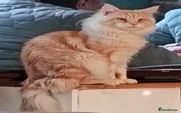 Mixed Breed cats for sale: Maine-coon / Ragdoll Kittens  - Image 14