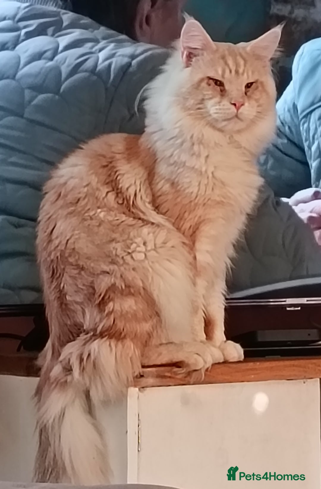 Mixed Breed cats for sale: Maine-coon / Ragdoll Kittens  - Image 14