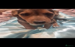 Jack Russell dogs for sale: Black and Tan Jack Russell Boy.  - Image 4
