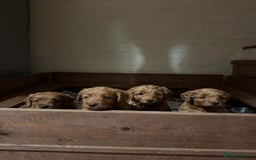 Labradoodle dogs for sale: Quality F1b miniature Lanradoodles - Image 2