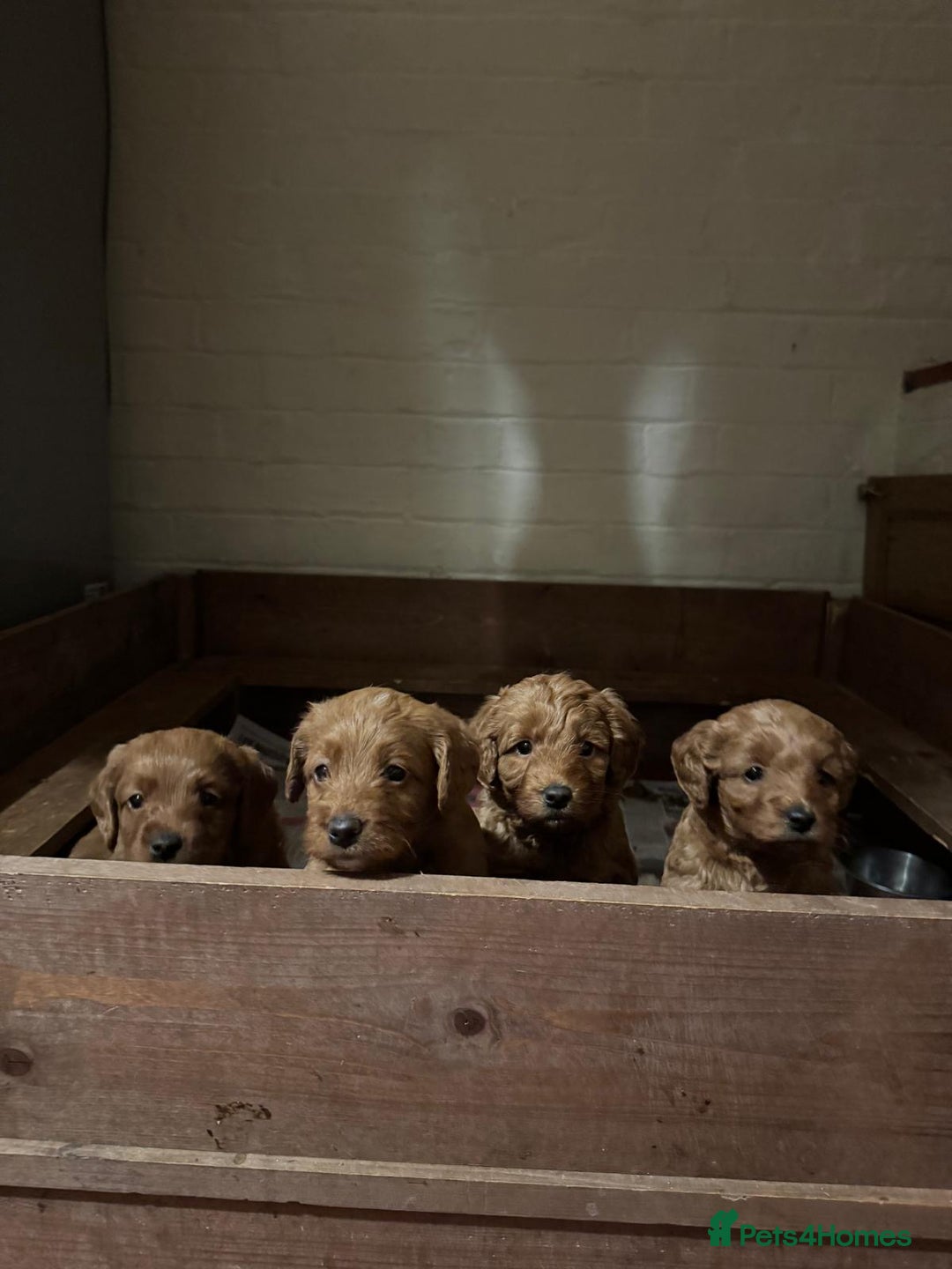 Labradoodle dogs for sale: Quality F1b miniature Lanradoodles - Image 2