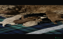 Cavapoo dogs for sale: F1b cavapoo fur babies therapy dog lines  - Image 5