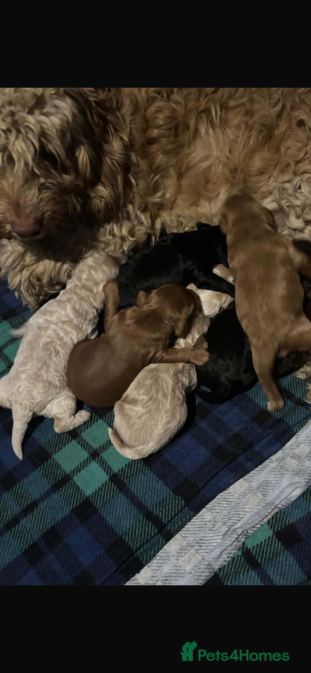 Cavapoo dogs for sale: F1b cavapoo fur babies therapy dog lines  - Image 5