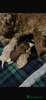 Cavapoo dogs - Advert 10