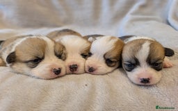 Welsh Corgi Pembroke dogs for sale: 9 Stunning Corgis  - Image 20