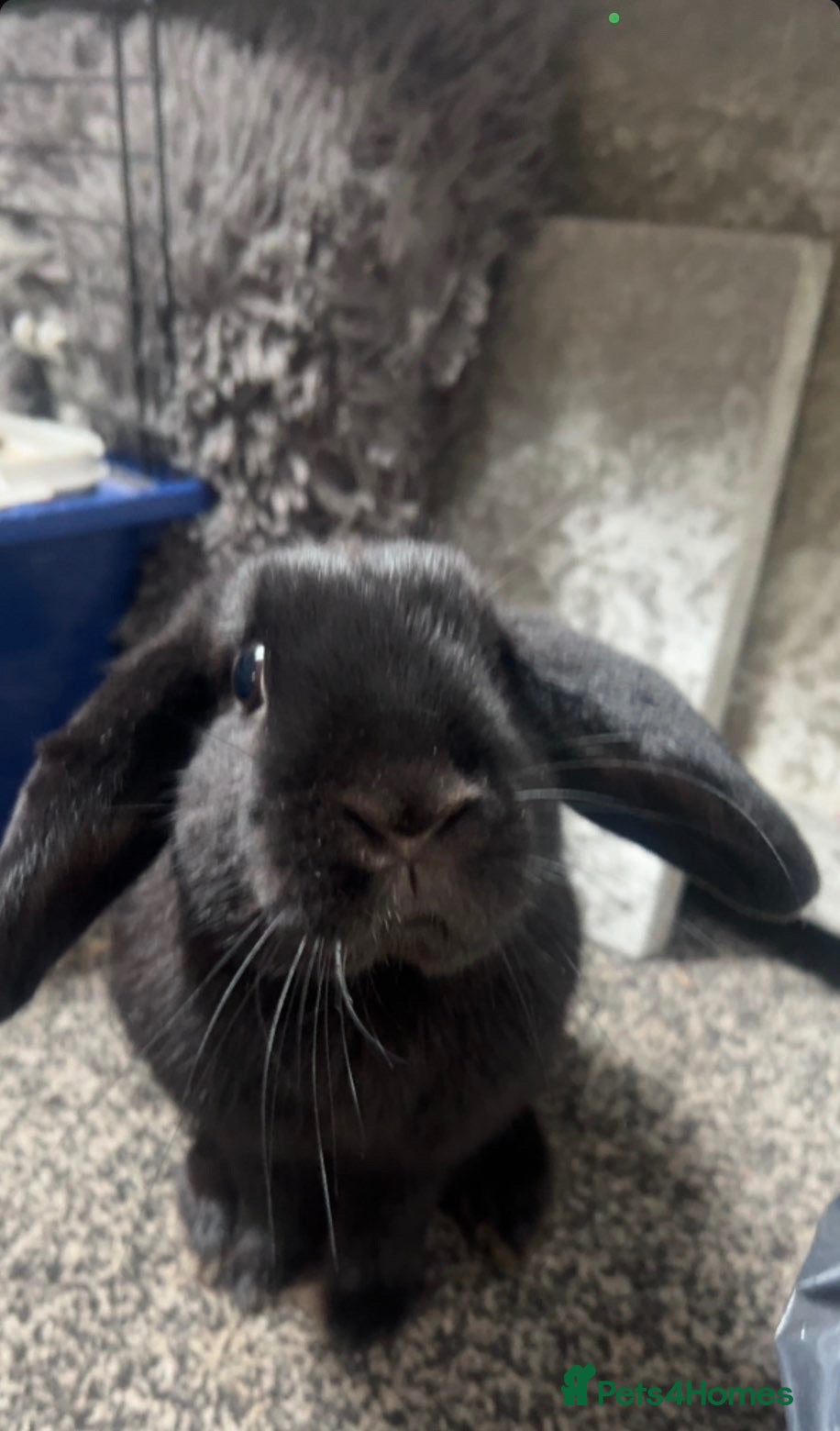 Mini Lion Lop rabbits Male  - Advert 3