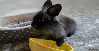 Mini Lop rabbits 3 little black bunnies pearls silver-plated fur - Advert 5