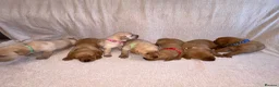 Labrador Retriever dogs for sale: KC Registered Fox Red Labrador Puppies in Aldershot - Advert 13